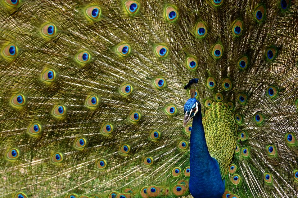 Peacock Fan | Shutterbug